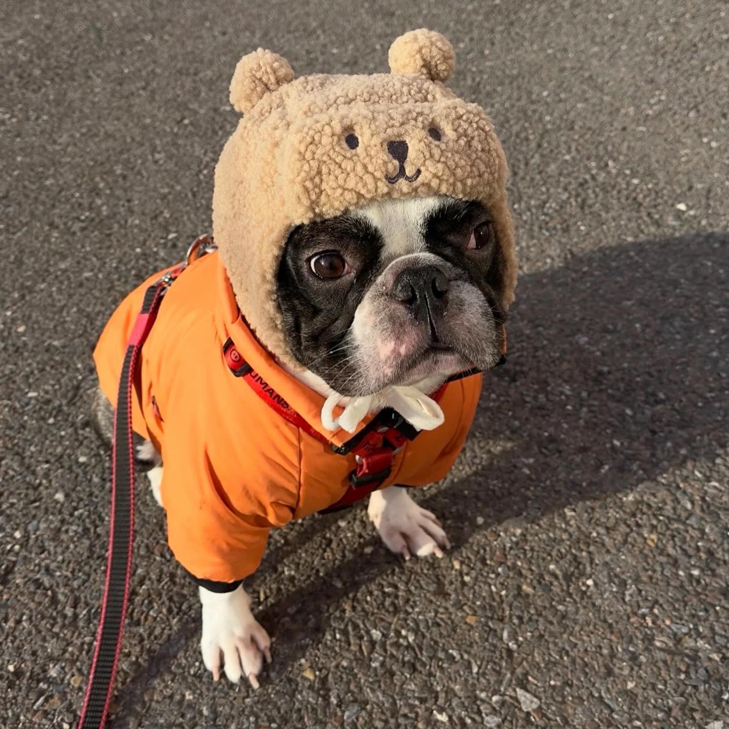 Frenchie Teddy Hat