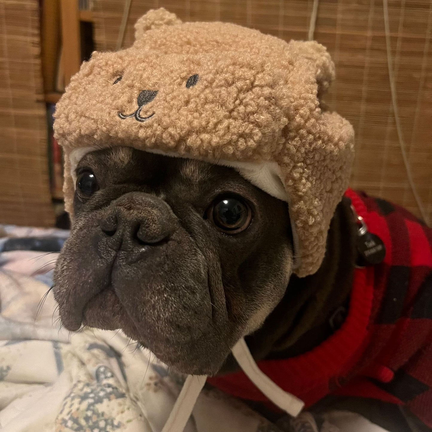 Frenchie Teddy Hat