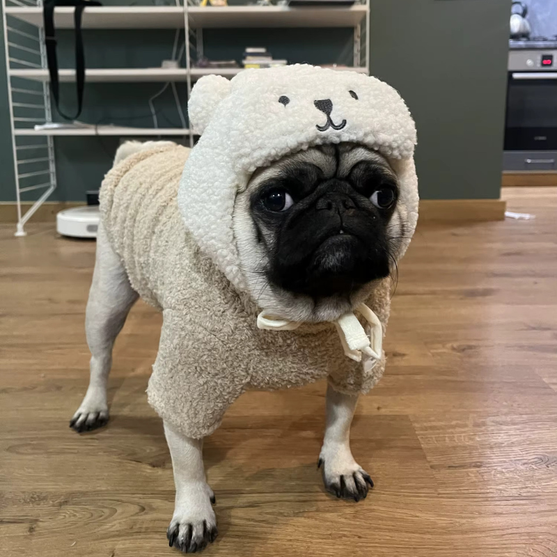 Frenchie Teddy Hat